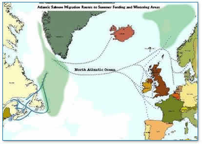 Salmon migration routes