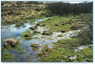Wetland at the headwaters of a river