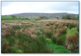 Wetland on Bodmin Moor 