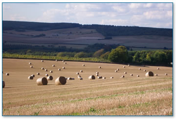 Modern farming - large round bales of straw
