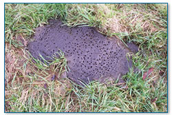 Cow pat - showing fly emergence