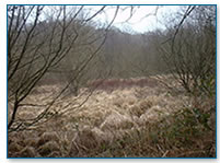 Wetland - Culm grassland, R. Lew catchment