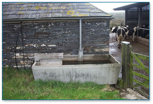 Cattle and rainwater fed trough